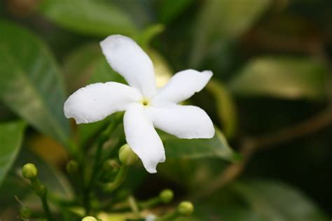 Jasmine Flower Stock Photo Jasmine Flowers Stock Image Image Of