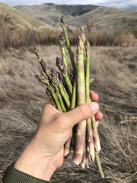 Brigham city and the surrounding areas in box elder county are rife with hidden the season in utah for asparagus tends to run from march through the end of april or beginning of may. Wild asparagus is popping off east of the Cascades right ...