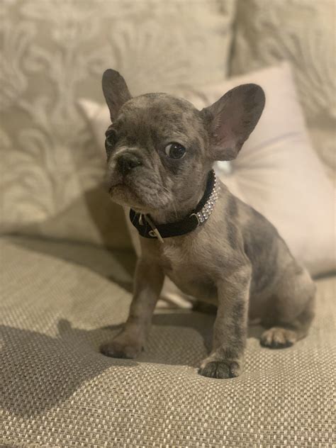 Breeding only the very best blue english bulldogs. BLUE & MERLE MICRO PUPS!!!! | French Bulldog for Sale ...