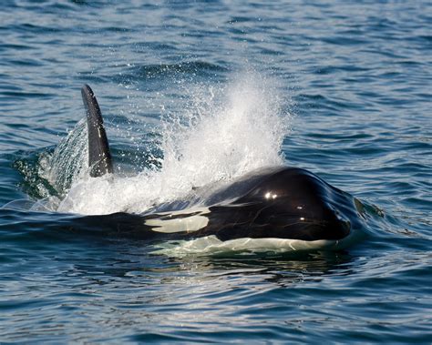 Southern Resident Killer Whale J16 Slick Etsy Canada