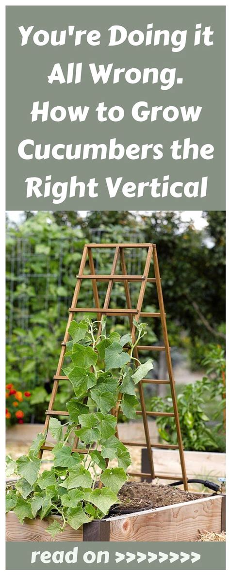 Youre Doing It All Wrong How To Grow Cucumbers The Right Vertical Way