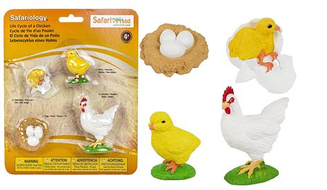 They will be able to recognize the names of the stages and also you can ask them to do an extra activity. Safariology Life Cycle of a Chicken - Curious Kids