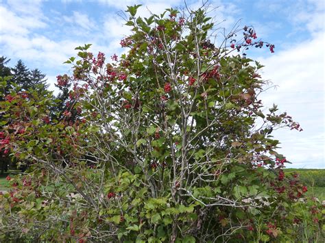 Highbush Cranberry Not A True Cranberry Cooperative Extension