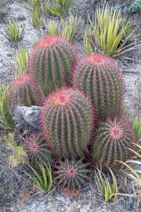 Mexican Fire Barrel Cactus Ferocactus Pilosus Cactus Plants