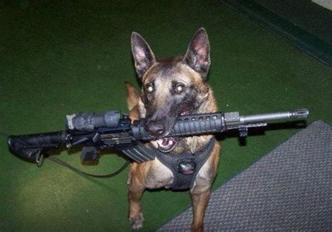 A Dog That Brings You Your Opponents Gun Is The Best Dog Dogswithguns