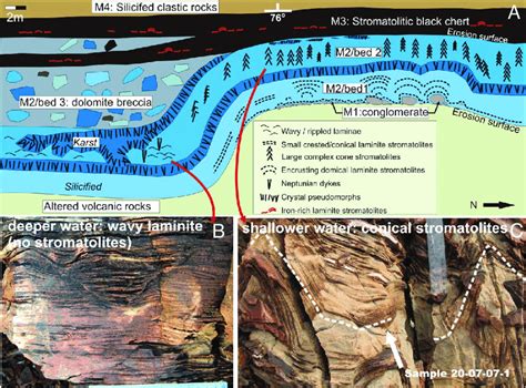 Stromatolites At The Platform Margin Outcrop On Southern Trendall