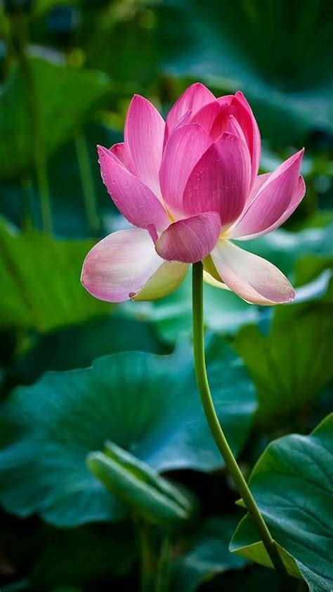 Lotus Flori в 2020 г Цветы лотоса Цветок лотоса Простые цветочные