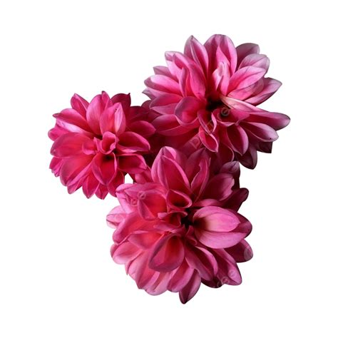 Beautiful Dahlia Flower Beautiful Dahlia Dahlia Flowers Png