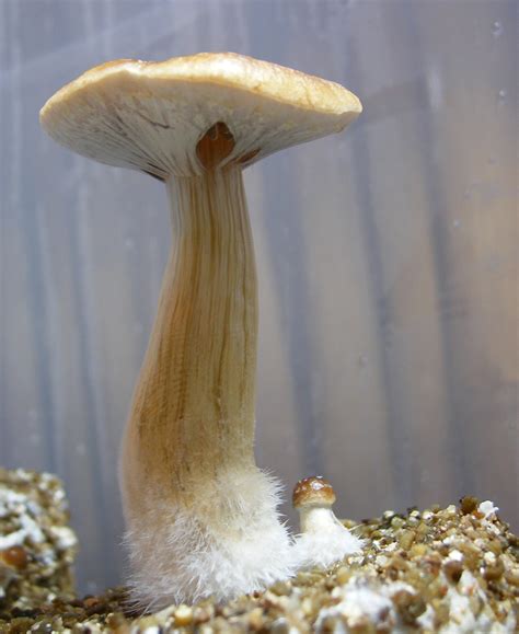 The Optimal Growing Conditions For Mushrooms Wsmbmp