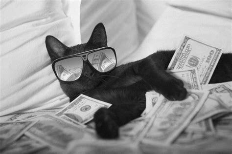 The Best Cat Money Memes For 2019