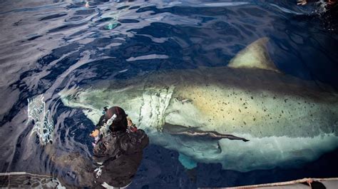 Famously Huge Great White Shark ‘deep Blue Feasts On Dead Sperm Whale In Hawaii
