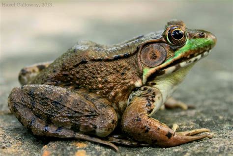 This Cheeky Lad Is The Green Frog Rana Clamitans In Their Tadpole