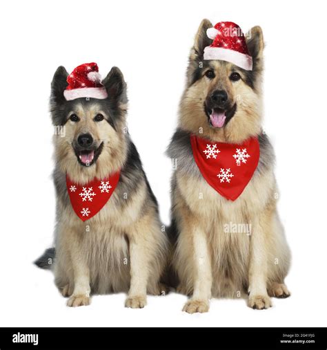 Two German Shepherd Dogs Hi Res Stock Photography And Images Alamy