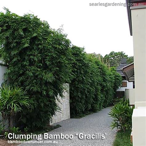 Below are my top tips for creating screening and privacy for your contemporary home. Best fast growing plants for privacy and screening ...