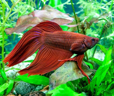 Fish That Can Live in a Small Bowl or Aquarium | Pets Nurturing