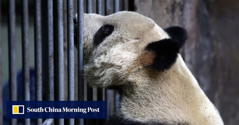 Around The Nation Fourth Panda Dies Of Canine Distemper In Shaanxi