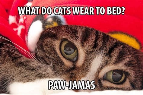 Top 25 Cat Puns And The History Of Cat Jokes On The Internet