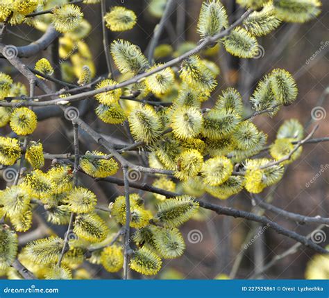Flowering Branch Of Willow Salix Caprea Stock Image Image Of