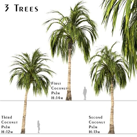 Similarities Between Coconut Tree And Palm Tree Odessa Quiroz