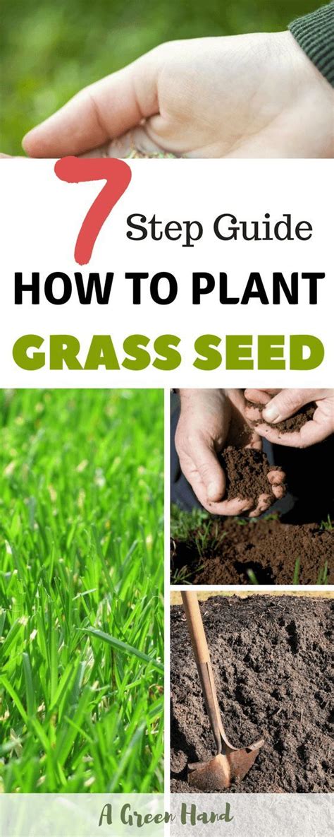 How To Plant Grass Seed A 7 Step Guide Planting Grass Grass Seed