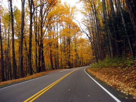 Autumn Roadway Between The Trees In Great Smoky Mountains National Park