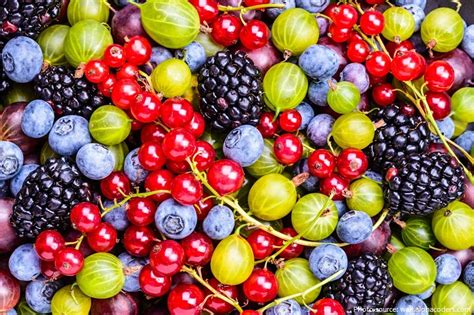Interesting Facts About Berries Just Fun Facts