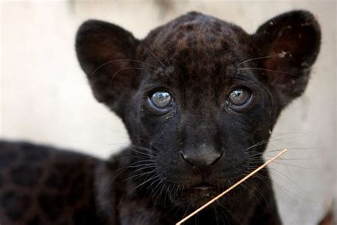 Baby Black Panther Baby Exotic Animals Exotic Pets Baby Animals Cute