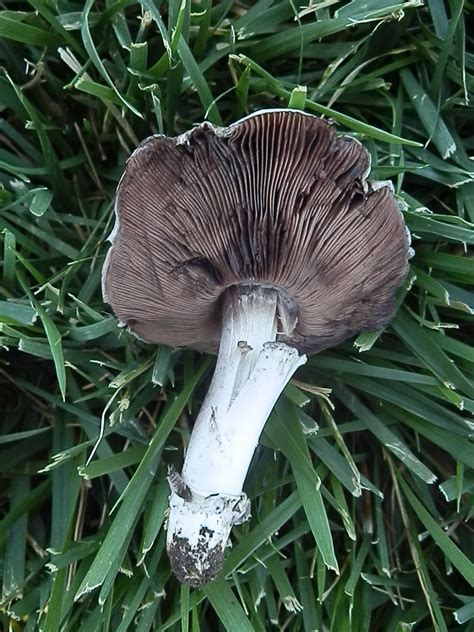 Mushroom Observer Observation 319954 Agaricus Bitorquis Quél Sacc