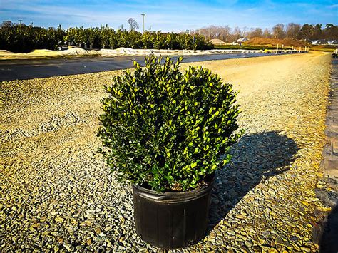 Compact Japanese Holly For Sale Online The Tree Center
