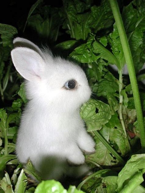 Cute Rabbit Cute Bunny Pictures Cute Animals Cute Baby Animals