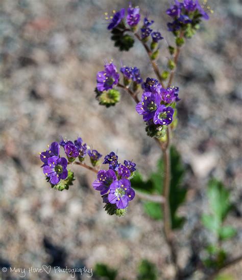 Learn where and when to go to make the most of your experience. And still more desert flowers - Tales from the Backroad