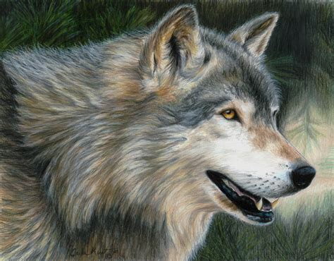 Wolf Art Timber Wolf Original Artwork By Carla Kurt