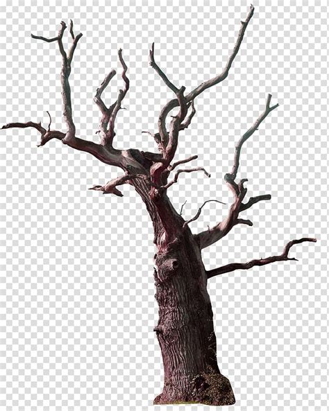 Bare Tree Illustration Tree Branch Snag Old Tree Tree Tree Decoration