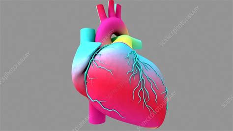 Human Heart Beating Animation Stock Video Clip K009