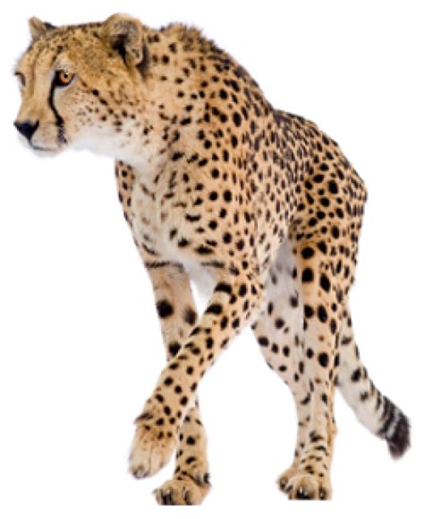 Cheetah Png Free Download | PNG Images Download | Cheetah Png Free Download pictures Download ...
