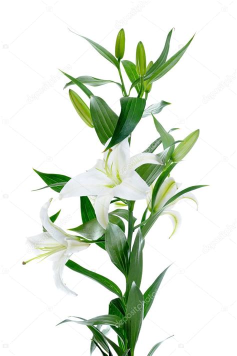 Beautiful White Lily Flowers Stock Photo By ©lebval 7884311