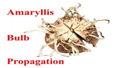 Amaryllis Bulb Propagation Youtube