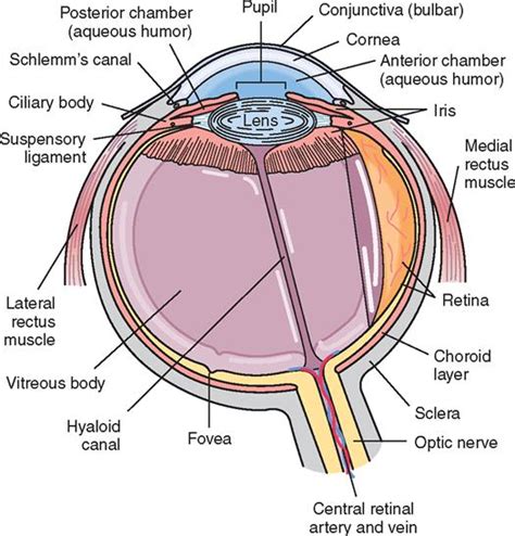 9 Ophthalmic Surgery Basicmedical Key