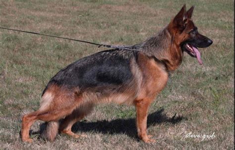 Illinois German Shepherd Service Dogs And Puppies Regis Regal