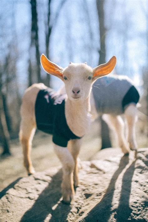 Celebrity Goat Retreat Goats Of Anarchy Goats Goats In Sweaters