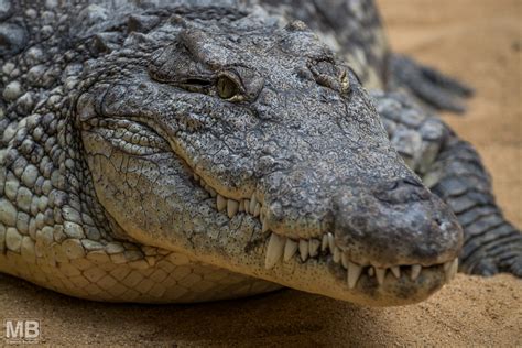 Krokodil Foto & Bild | tiere, zoo, wildpark & falknerei, amphibien & reptilien Bilder auf ...