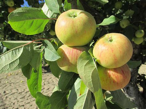 Fruit Trees Home Gardening Apple Cherry Pear Plum Heirloom Fruit
