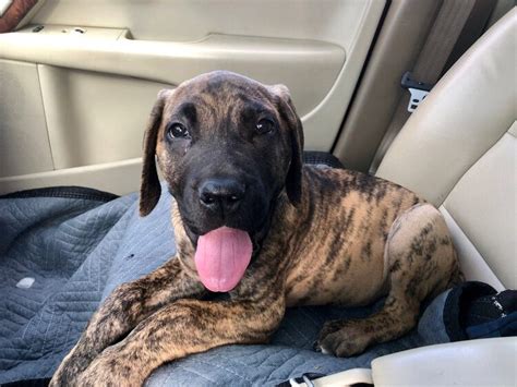 Daniff Great Dane And Mastiff Mix Info Pictures Traits And Facts Hepper