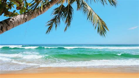 Tropical Beach In Sunny Day Stock Footage Video 3683705 Shutterstock