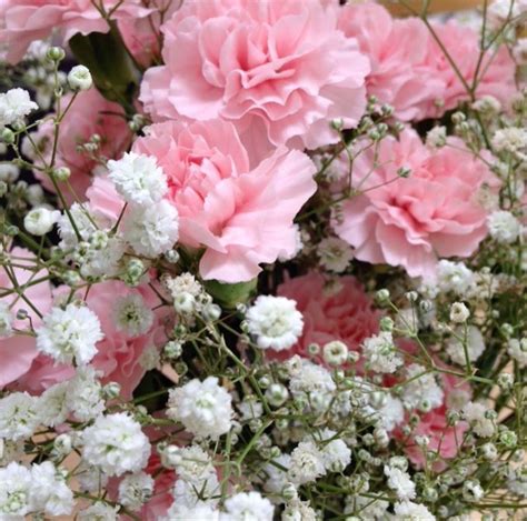 Light Pink Carnation | Carnation Flower | Wedding Flowers | Wholesale