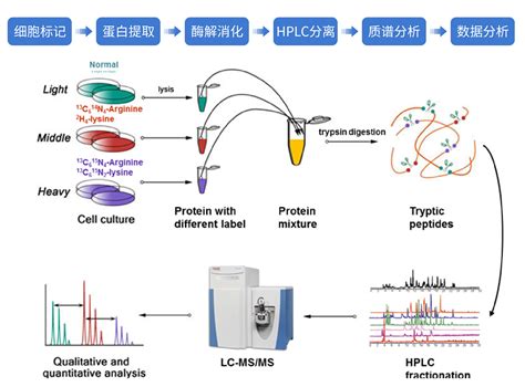 Silac标记定量蛋白质组学 凤凰智药