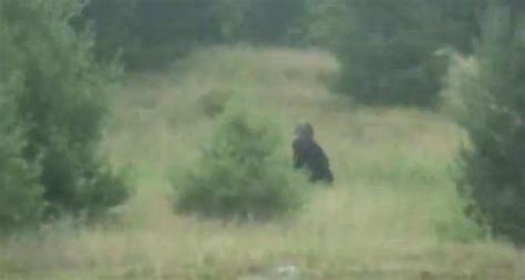 New Footage Bigfoot Sighting In Adirondacks Ny
