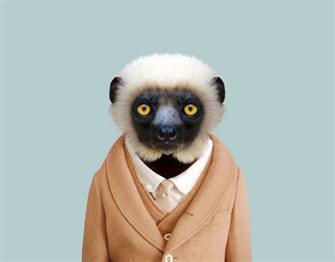 Sifaka | Zoo animals, Animals, Lemur