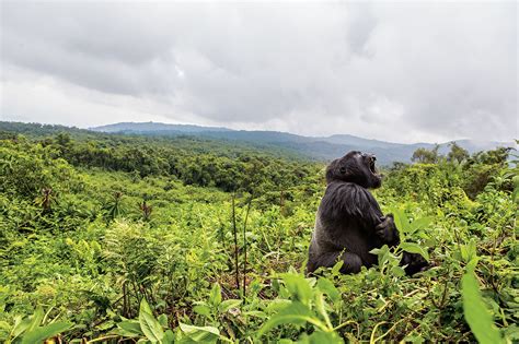 Picture Of An Adult Silverback Gorilla Yawning In Rwandas Volcanoes