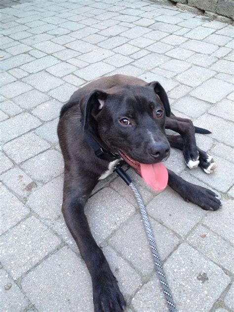 Maybe you would like to learn more about one of these? My Pitbull lab mix | Pitbull lab mix, Dog friends, Pitbulls